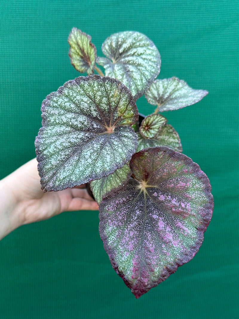 Begonia ‘Fairy Mist’ NEW