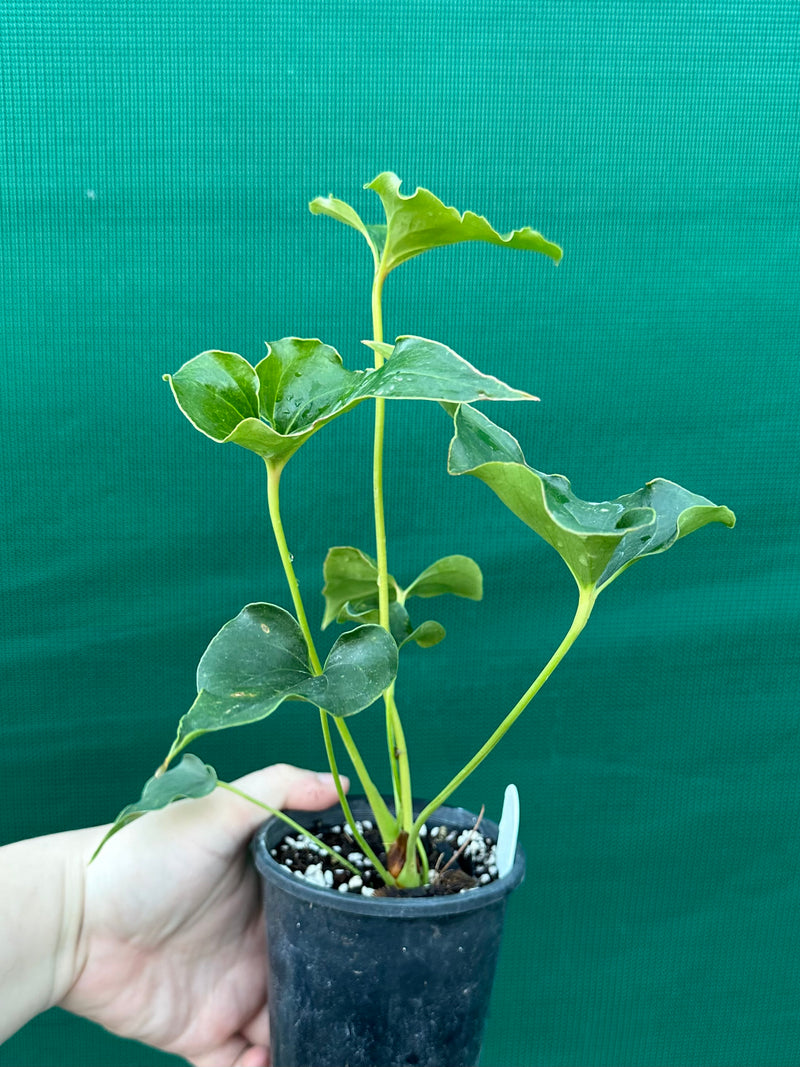 Anthurium ferrierense crisped
