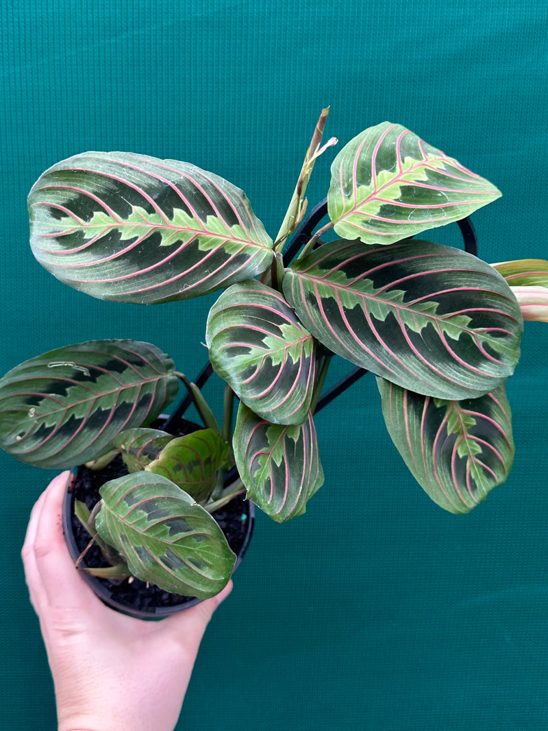 Maranta Leuconeura NEW