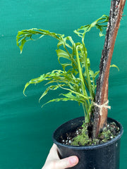 Monstera obliqua (Peru Form)