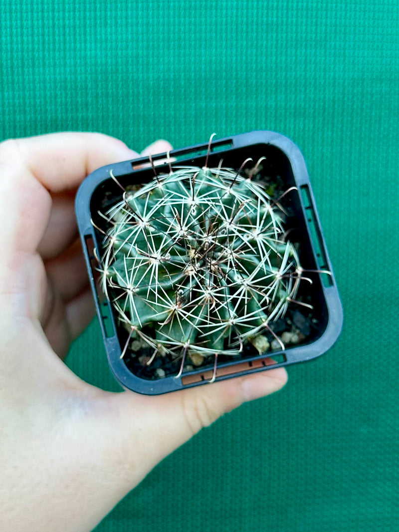 ferocactus hamatacanthus