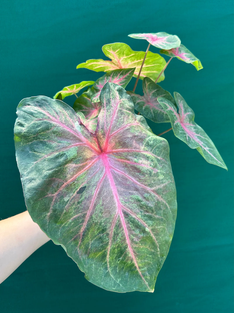 Caladium NOID 4 NEW