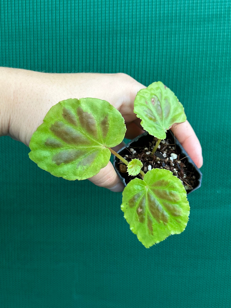 Begonia sumatra dongranensis NEW