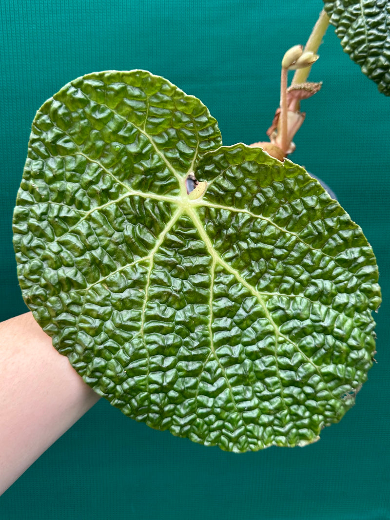 Begonia gehrtii