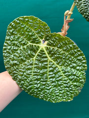 Begonia gehrtii