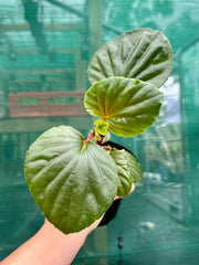Begonia NOID (thick stem type) NEW