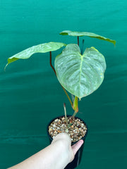 Philodendron 'Majestic' (Verrucosum x Sodiroi)