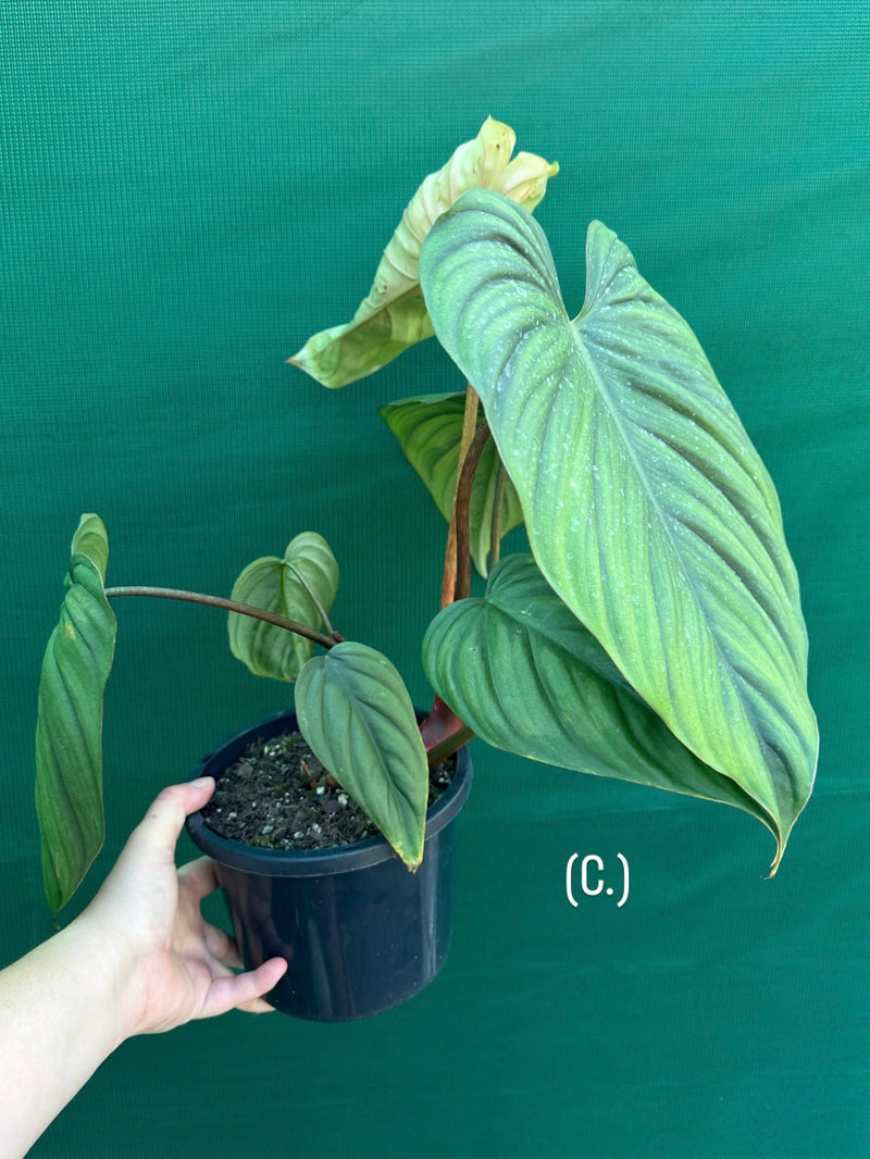 Philodendron sp Colombia NEW