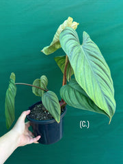 Philodendron sp Colombia NEW