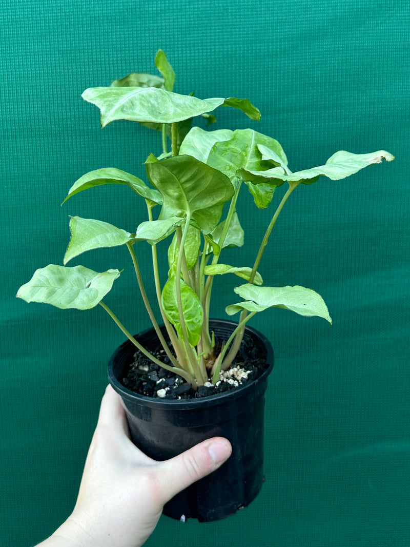 Syngonium 'Silver Pearl'