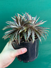 Dyckia