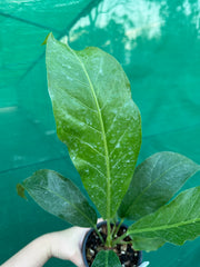 Anthurium Hookeri Variegated (low to no variegation)