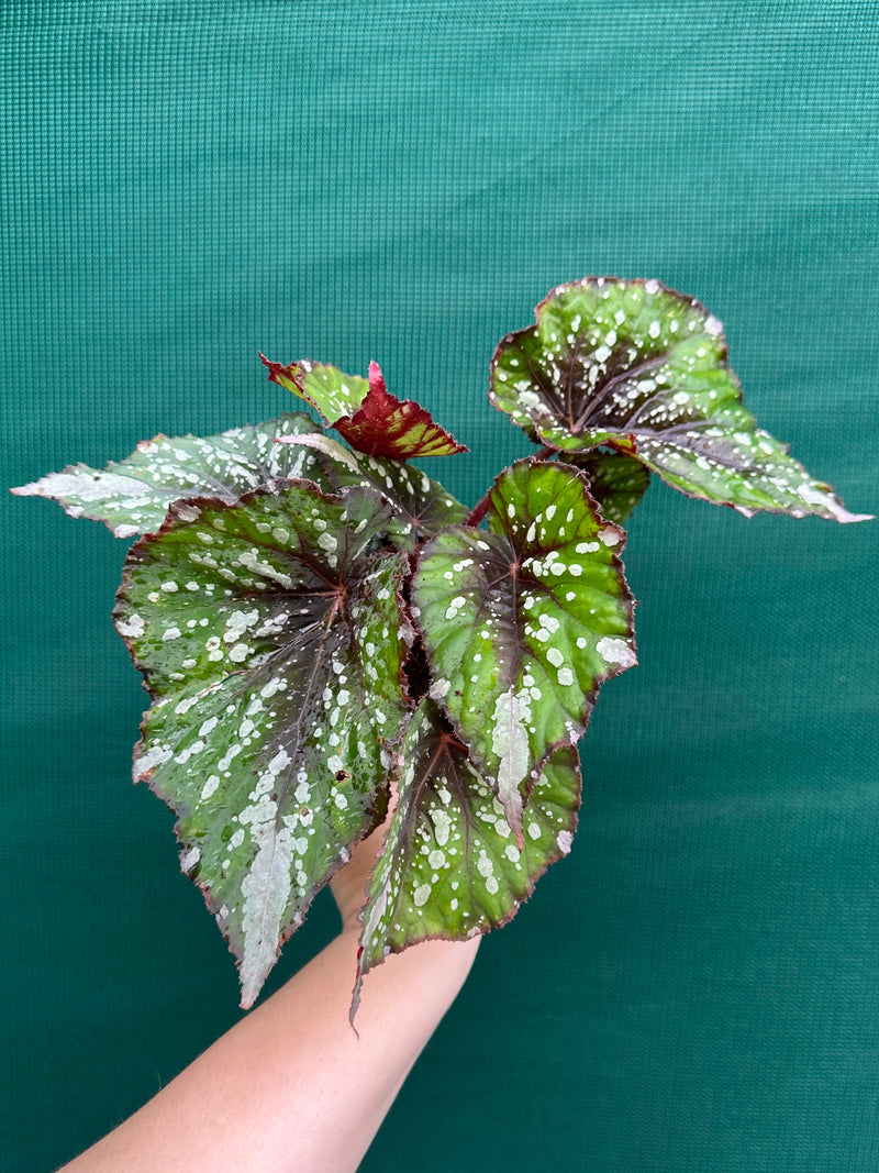 Begonia NOID 66