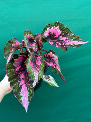 Begonia NOID 33