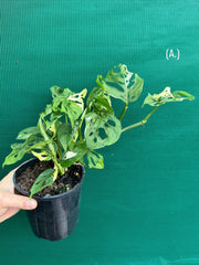 Monstera ‘Adansonii’ Variegated Albo