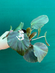 Begonia tagbanua variegated NEW