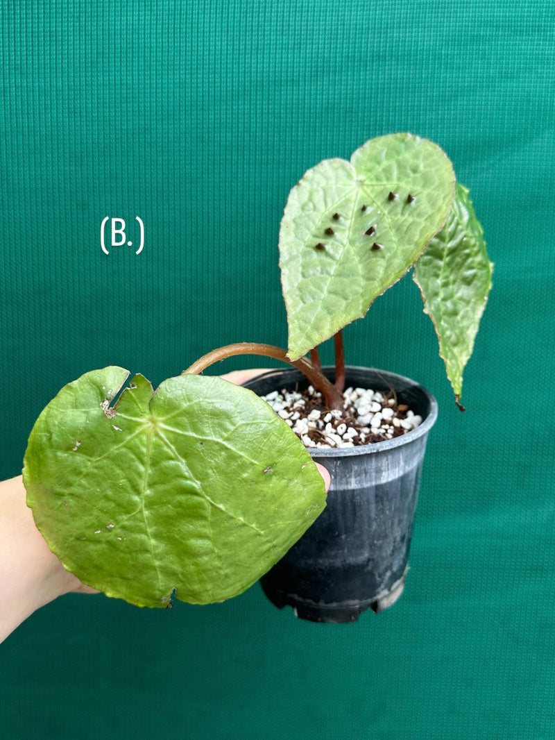 Begonia ferox