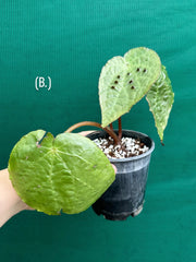 Begonia ferox
