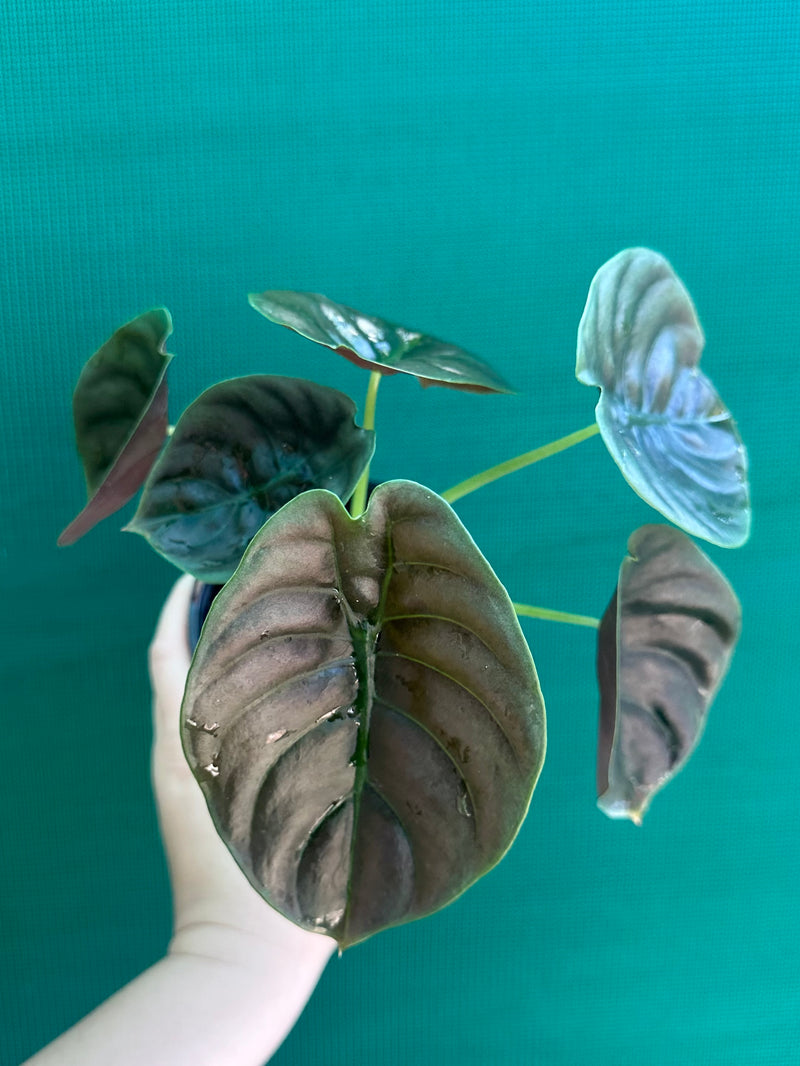 Alocasia Cuprea ‘Red Secret’