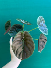 Alocasia Cuprea ‘Red Secret’