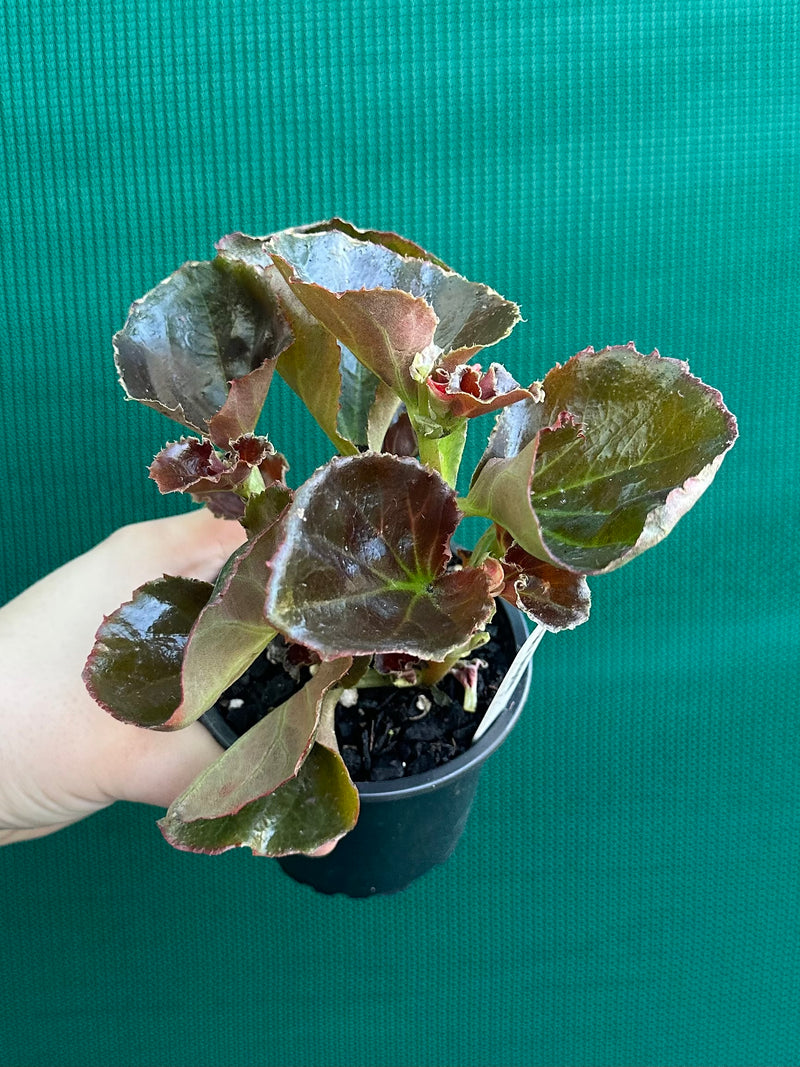 Begonia NOID 37