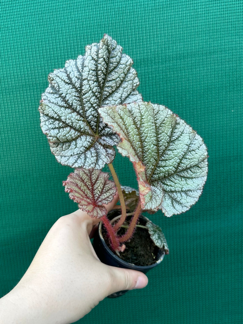 Begonia ‘Wanda’