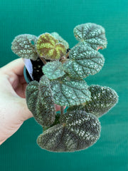 Begonia kui