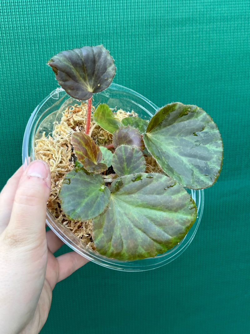 Begonia tagbanua variegated