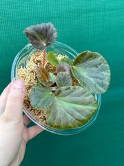 Begonia tagbanua variegated