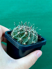 ferocactus hamatacanthus