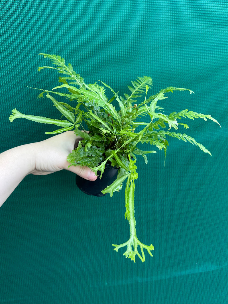 Pteris Fern Unknown 3