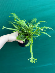 Pteris Fern Unknown 3