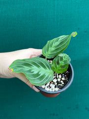 Maranta NOID
