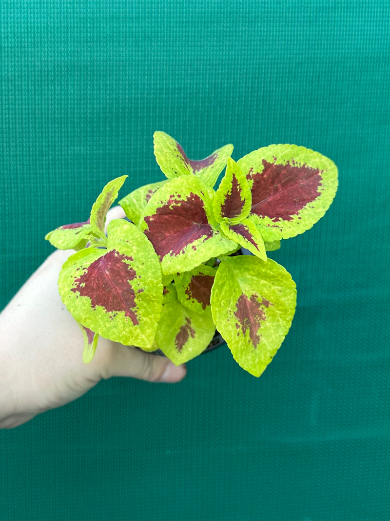 Coleus NOID 2