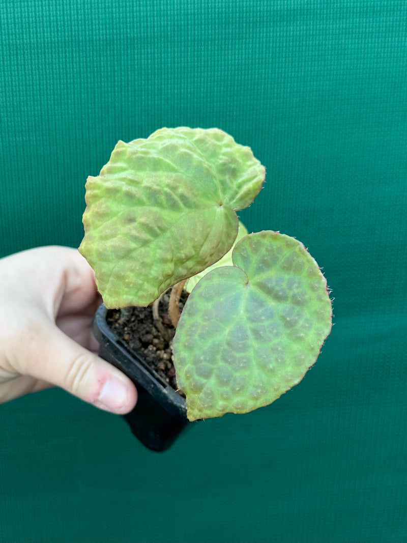 Begonia rockii NEW