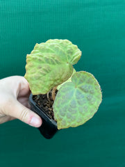 Begonia rockii NEW