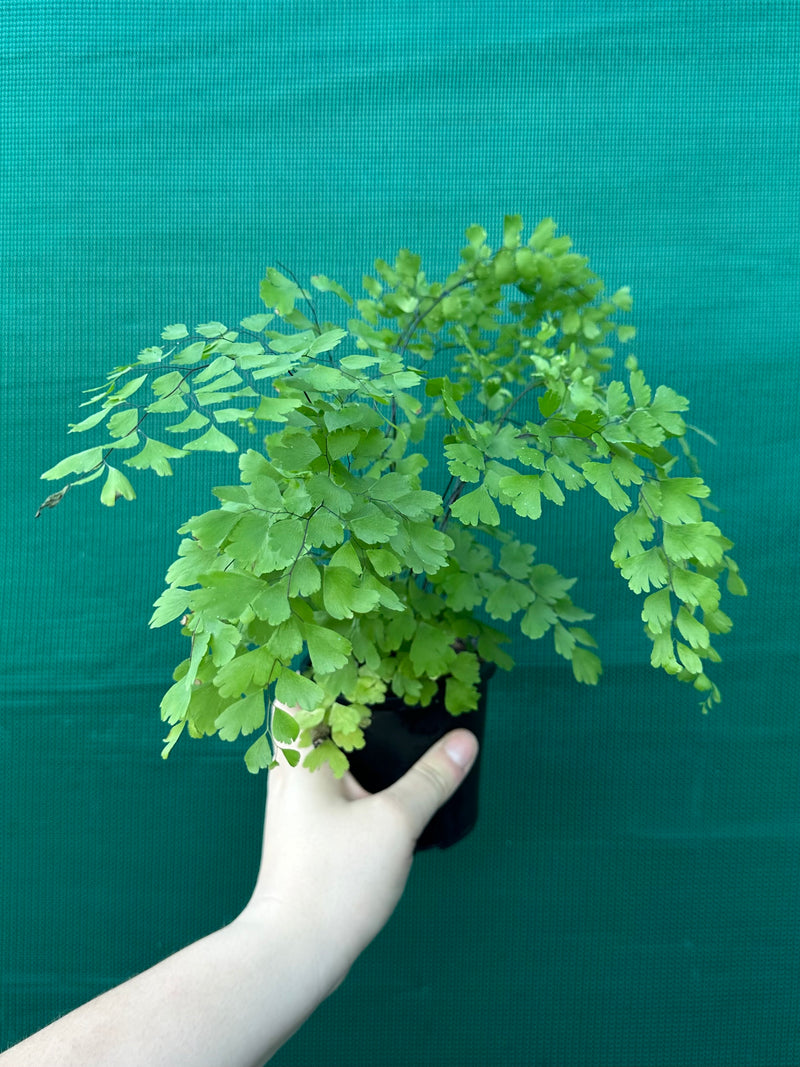 Adiantum unknown 1