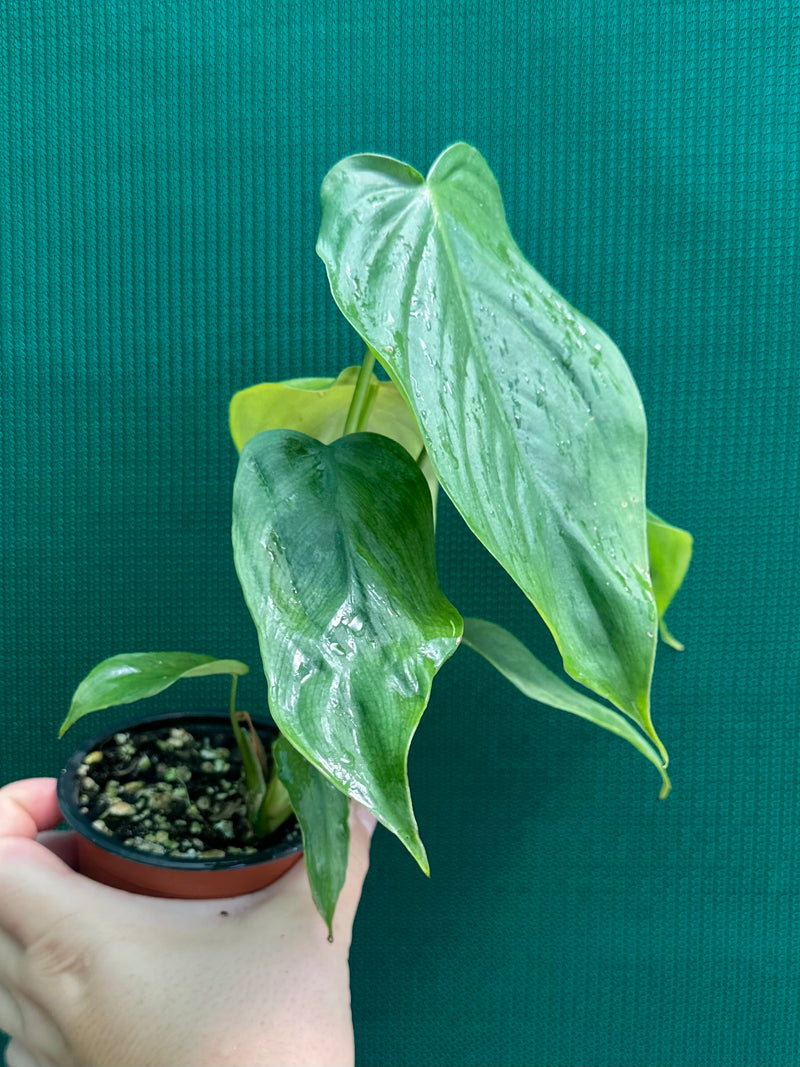 Philodendron ‘Tenue x Plowmanii’