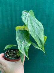 Philodendron ‘Tenue x Plowmanii’