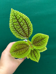 Pilea involucrata