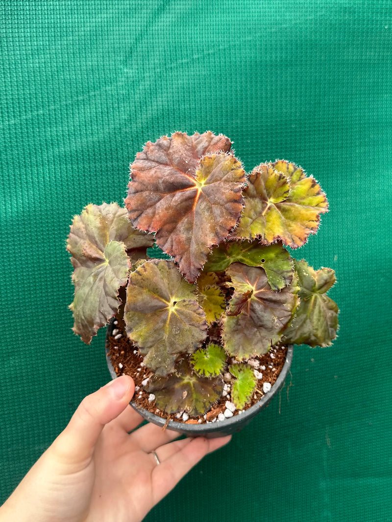 Begonia ‘Imperial Red’
