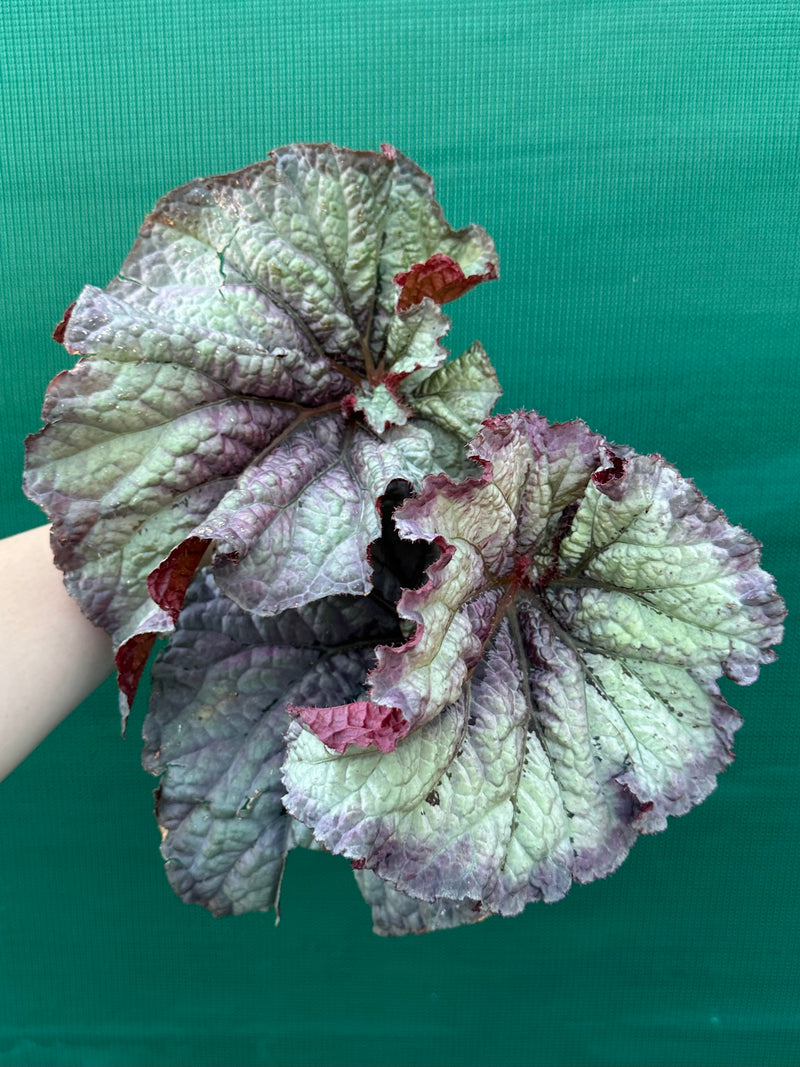 Begonia ‘Sun Seeker’ NEW