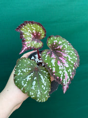 Begonia NOID 3 NEW
