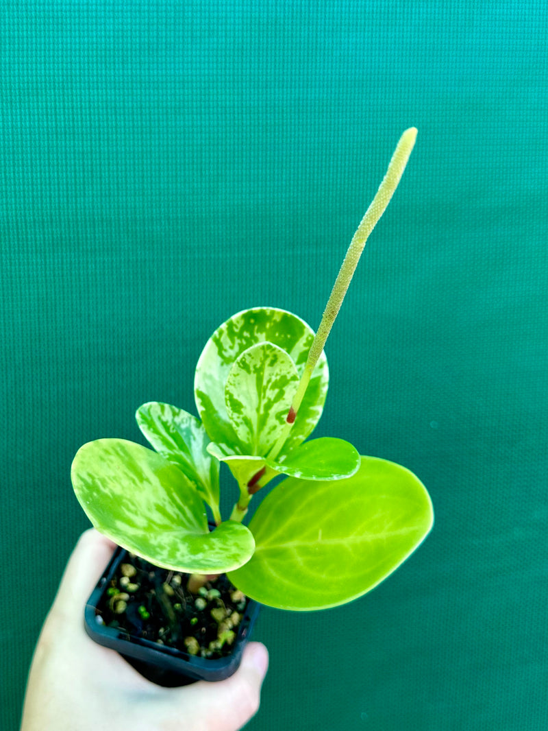 Peperomia Obtusifolia ‘Variegated’