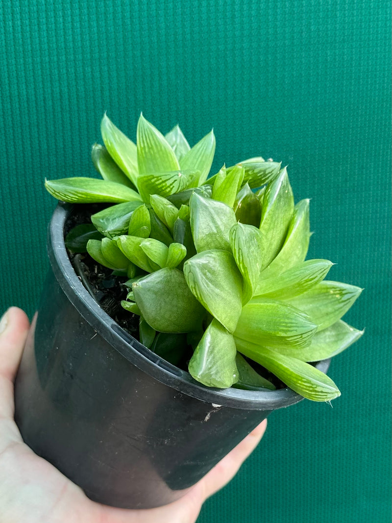 Haworthia Unknown NEW
