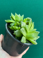 Haworthia Unknown NEW