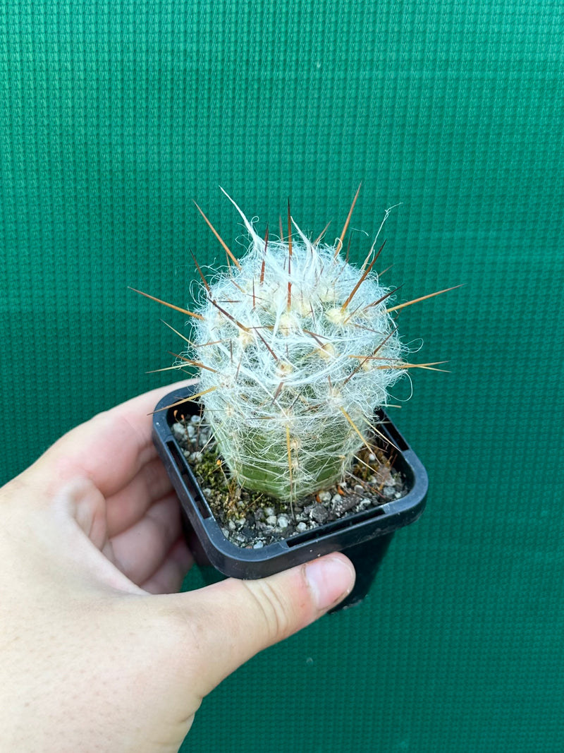Oreocereus trollii