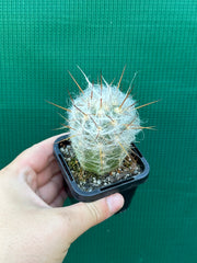 Oreocereus trollii