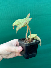 Begonia rockii NEW