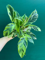 Calathea ‘Thai Beauty’
